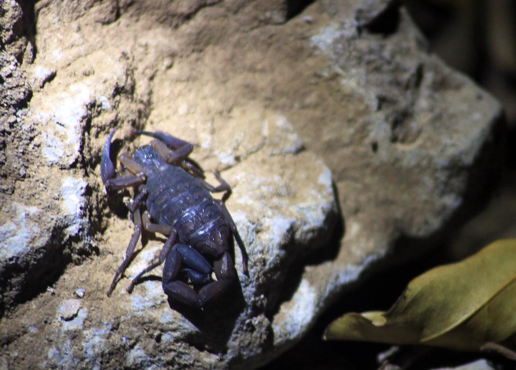        bajos del tigre common scorpion 
  - Costa Rica