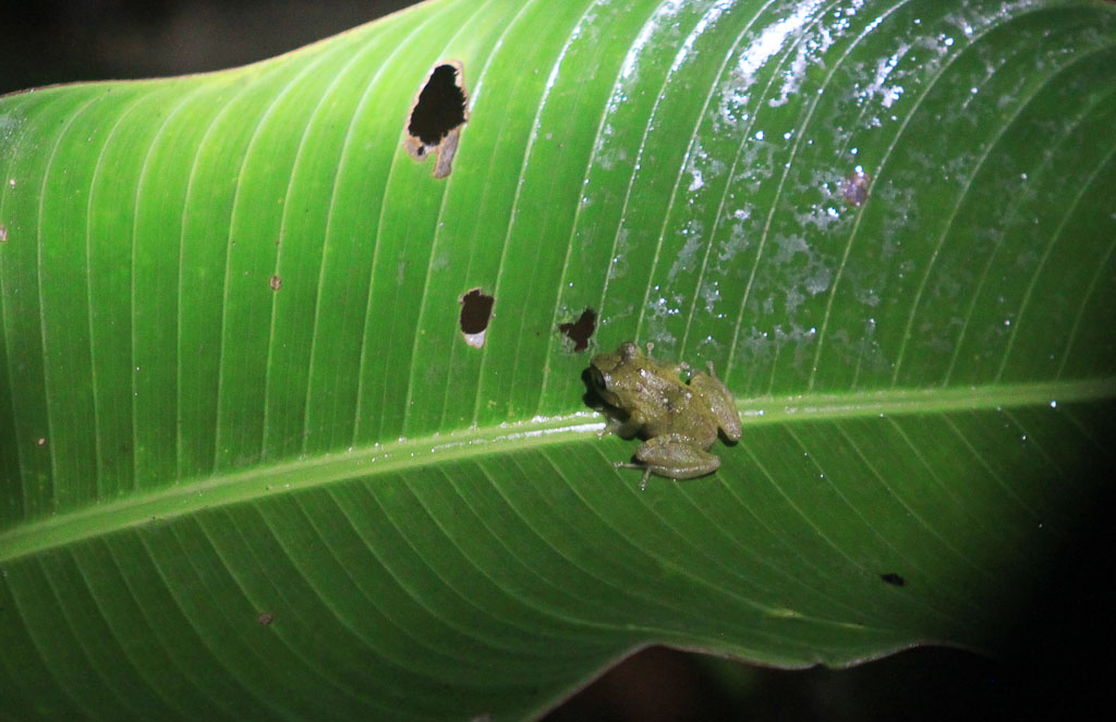       bajos del tigre common rain frog 
  - Costa Rica