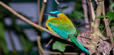 Blue-Crowned Motmots - Costa Rica