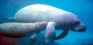 West Indian Manatees - Costa Rica