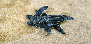 Leatherback Sea Turtles - Costa Rica