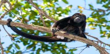 Howler Monkeys - Costa Rica