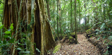 Curi Cancha Reserve - Costa Rica