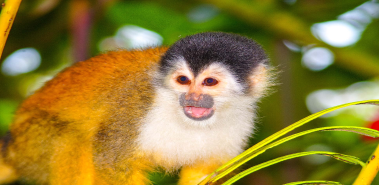 Squirrel Monkeys - Costa Rica