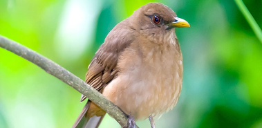 National Bird - Costa Rica
