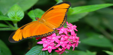 Butterfly Farm - Costa Rica