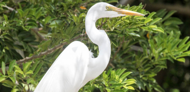 Day 7: Egrets, Iguanas & Crocodiles, Oh My - Costa Rica