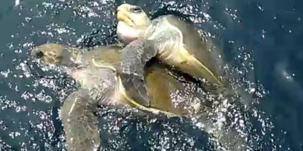 sea turtles mating
 - Costa Rica