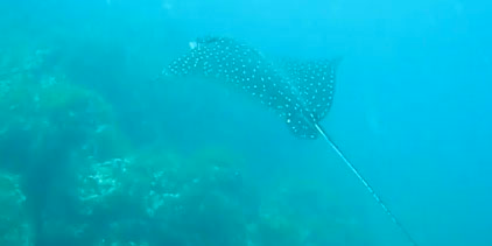        scuba diving spotted eagle ray
  - Costa Rica