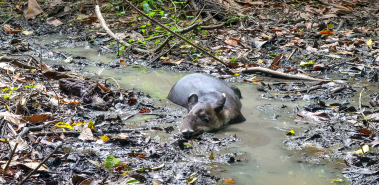 Baird's Tapirs - Costa Rica
