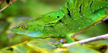 Basilisk Lizards - Costa Rica