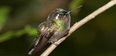 Hummingbirds - Costa Rica