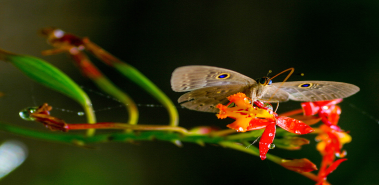 10 Wildlife Photography Tips - Costa Rica