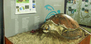 Sea Turtle Conservancy - Costa Rica