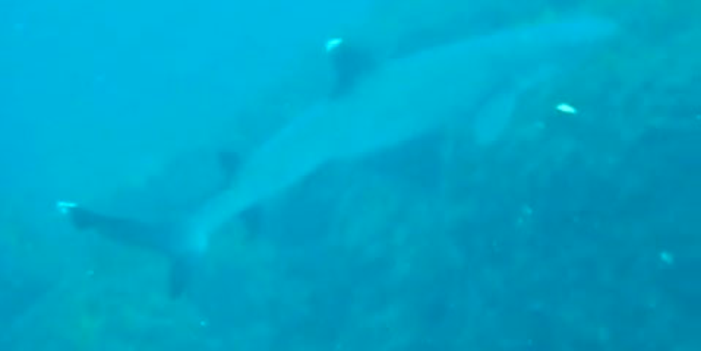        punta gorda diving with sharks
  - Costa Rica
