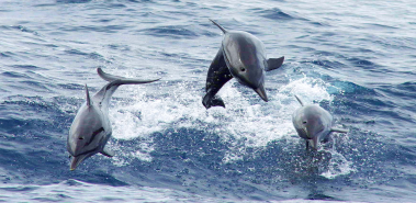 Dolphins - Costa Rica