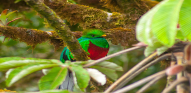 Resplendent Quetzals - Costa Rica