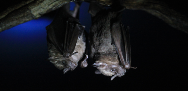 Bats - Costa Rica